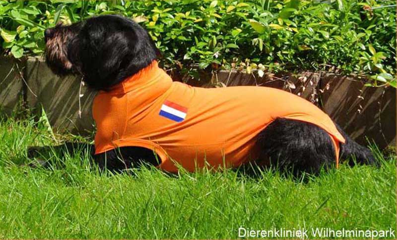 Met koningsdag en bevrijdingsdag zijn we gesloten.